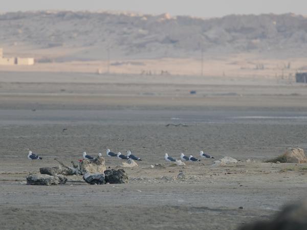 Lesser black-backed gull (Larus fuscus)
